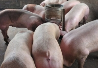 Giá heo hơi miền Bắc tăng thêm 1.000 đồng/kg
