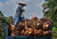 Tại sao lệnh cấm xuất khẩu dầu cọ của Indonesia lại châm ngòi lo lắng về giá thực phẩm toàn cầu?