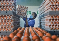 Đợt nắng nóng tại Trung Quốc đẩy giá trứng gà tăng vọt
