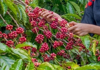 Thị trường nông sản vẫn chưa có dấu hiện khởi sắc