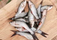 Giá cá linh non giảm mạnh do nguồn cung dồi dào