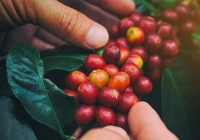 Thị trường nông sản 12/10: Cao su, hồ tiêu giảm mạnh, cà phê khởi sắc