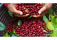 Thị trường nông sản tiếp tục có một phiên giao dịch ảm đạm