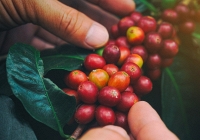 Thị trường nông sản lo ngại Fed thắt chặt chính sách tiền tệ