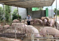 Người chăn nuôi cẩn trọng tái đàn phục vụ Tết