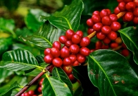 Thị trường nông sản 25/10: Robusta tiếp tục lao dốc mạnh