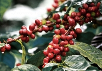 Giá tiêu được dự báo có thể xuống dưới mức 55.000 đồng/kg trong thời gian tới