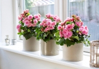 Trồng cây gì ở ban công để tài lộc ùn ùn kéo đến?