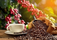 Thị trường nông sản ngày 17/11: Giá cà phê trong nước rơi khỏi mốc 40.000 đồng/kg