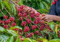 Giá cà phê đồng loạt tăng trở lại, trong nước thêm 500 đồng/kg
