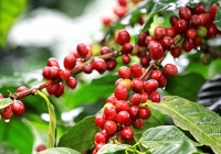 Thị trường nông sản ngày 3/12: Giá cà phê giảm, giá tiêu tăng nhẹ