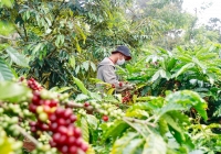 Thị trường nông sản 'lao dốc' khi giá các mặt hàng liên tục giảm kịch sàn
