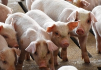 Giá thịt heo bán sỉ tại TP.HCM giảm nhẹ