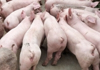 Giá heo hơi được dự báo không tăng trong thời gian tới