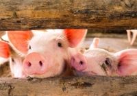 Giá heo hơi hôm nay 20/12: Heo thịt bán ra nhiều, thị trường vẫn thiếu heo đẹp