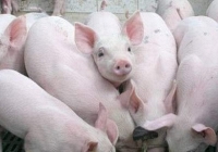 Giá heo hơi hôm nay 26/12: Mức giá ca nhất 55.000 đồng/kg