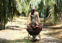 Sản lượng dầu cọ tại Indonesia và Malaysia sẽ tiếp tục thắt chặt vào năm 2023