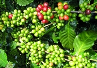 Thị trường hồ tiêu được dự báo khả quan hơn sau khi Trung Quốc mở cửa