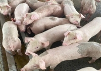 Giá heo hơi hôm nay 6/2: Miền Nam đã có giá 55.000 đồng/kg