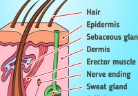 Có cần tẩy lông trên cơ thể hay không?