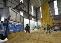 An ninh lương thực khiến Trung Quốc siảm sử dụng đậu nành trong thức ăn chăn nuôi