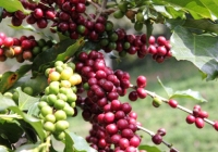 Giá tiêu, cà phê tăng nhẹ, cao su giảm quay đầu giảm trong phiên sáng ngày 6/5