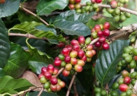 Thị trường nông sản 9/5: Giá tiêu, cao su, cà phê đồng loạt tăng