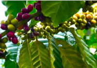 Thị trường nông sản 19/5: Cà phê trong nước chạm mốc 58.100 đồng/kg