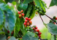 Giá các mặt hàng nông sản chính ít biến động đầu tuần