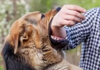 Trẻ 3 tuổi tử vong thương tâm do chó dại cắn, cần tăng cường biện pháp phòng tránh