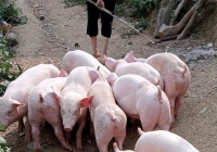 Giá heo hơi 5/6: Miền Bắc có dấu hiệu tăng trở lại