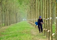 Dự báo nhu cầu cao su thiên nhiên sẽ tăng trở lại