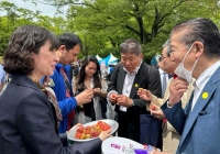 Người Nhật thích thú trải nghiệm, thưởng thức quả vải thiều, nhãn Việt Nam