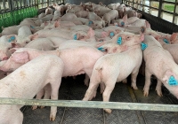 Giá heo hơi hôm nay 9/6: Tiêu dùng thịt heo được dự báo sẽ phục hồi nhưng chưa cần đến nguồn thịt nhập