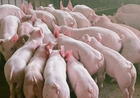 Giá heo hơi 20/6: Vì sao đà tăng chững lại?