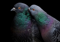 Những bức ảnh tuyệt đẹp về loài chim đạt giải thưởng Audubon