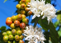 Giá cà phê trong nước ngày 1/7 tiếp tục giảm sâu, cao su bất ngờ bật tăng