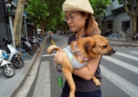 Chủ nuôi tìm cách bảo vệ thú cưng trước nắng nóng thiêu đốt của Trung Quốc