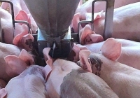 Giá heo hơi 7/8: Miền Bắc lên 65.000 đồng/kg