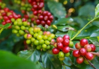 Giá cà phê tiếp tục giảm, bớt lo thiếu hụt nguồn cung
