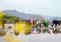 Giá gạo toàn cầu có thể tăng cao hơn khi nguy cơ lũ lụt bao trùm Trung Quốc