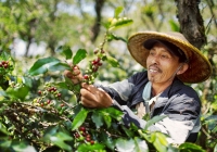 Từ mưa nhiều đến khô hạn, cà phê Indonesia đối mặt với El Nino cực đoan