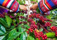 Thị trường nông sản đồng loạt giảm