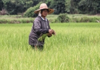 Thị trường gạo Thái Lan hỗn loạn vì Ấn Độ cấm xuất khẩu