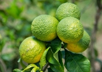 Biến đổi khí hậu đang giúp sâu bệnh phá hủy thực phẩm