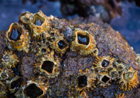 Hàu có thể giúp giải quyết bí ẩn chuyến bay MH370 của Malaysia Airlines