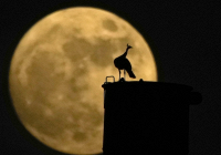 Siêu trăng xanh hiếm hoi mê hoặc những người ngắm sao trên toàn cầu