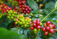 Giá cà phê hôm nay 5/9: Tăng nhẹ 100 đồng/kg