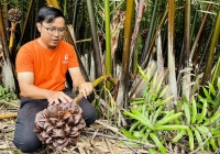 Mô hình kinh tế xanh nhìn từ Cần Giờ