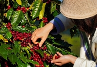 Giá cà phê hôm nay 23/11: Tăng nhẹ 200 đồng/kg